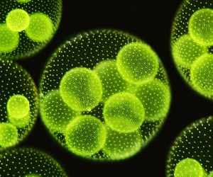 Algae as a Tool for Water Filtration